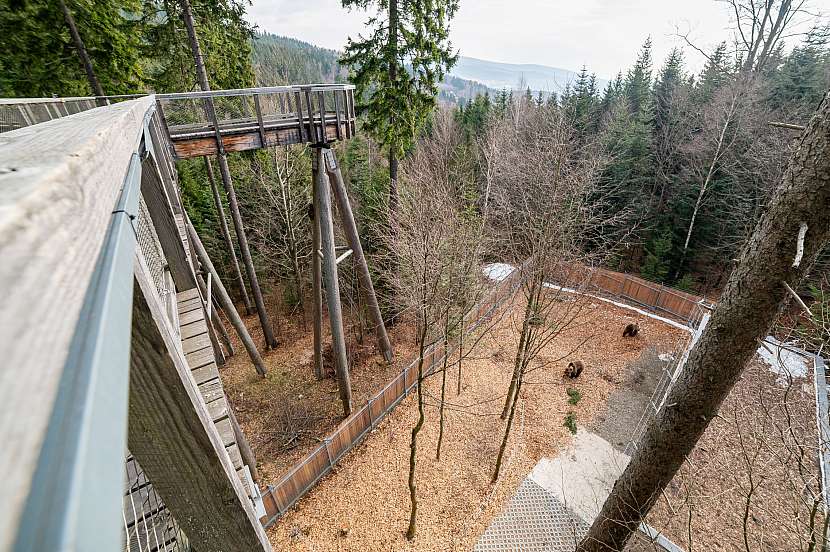 Přírodní výběh pro medvědy pod Stezkou korunami stromů v Janských Lázních