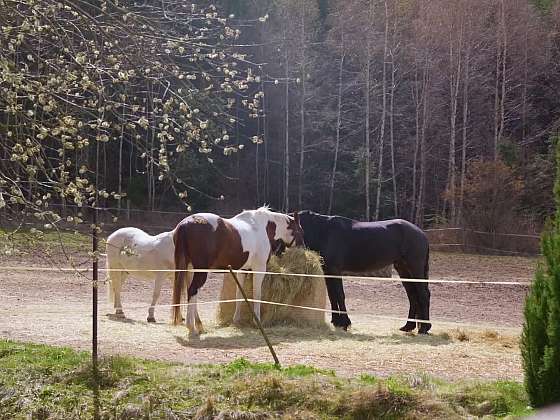Koně