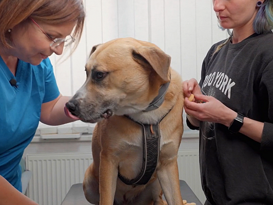 Pes a zdraví: Klíště, zranění tlapek a příprava na let