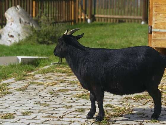 Černá koza