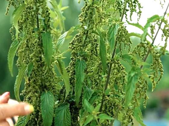 Využití kopřiv v zahradě