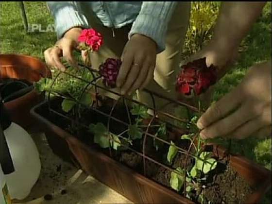 Jak omezit škůdce na balkonových rostlinách