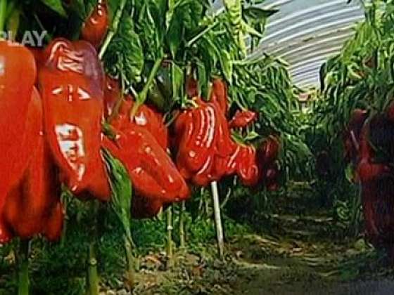 Pěstování paprik