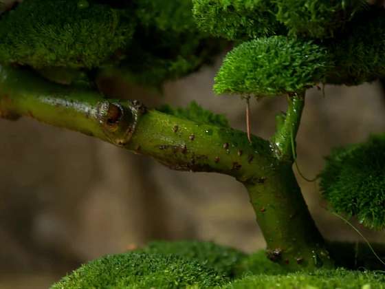 Detail kmínku mechové bonsaje.