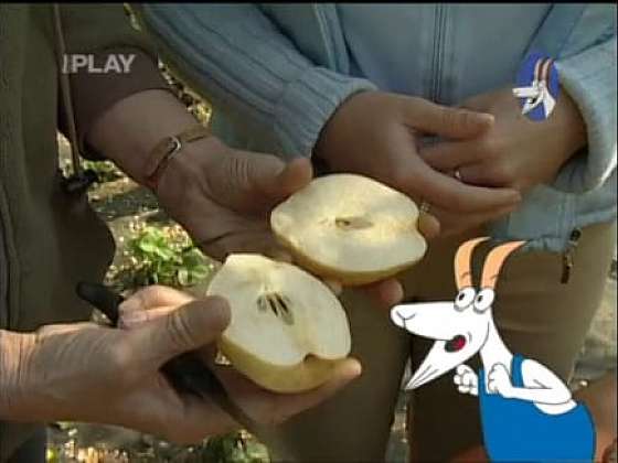 Pěstitelské novinky: vlašský ořech Sychrov, jabloň hruškolistá