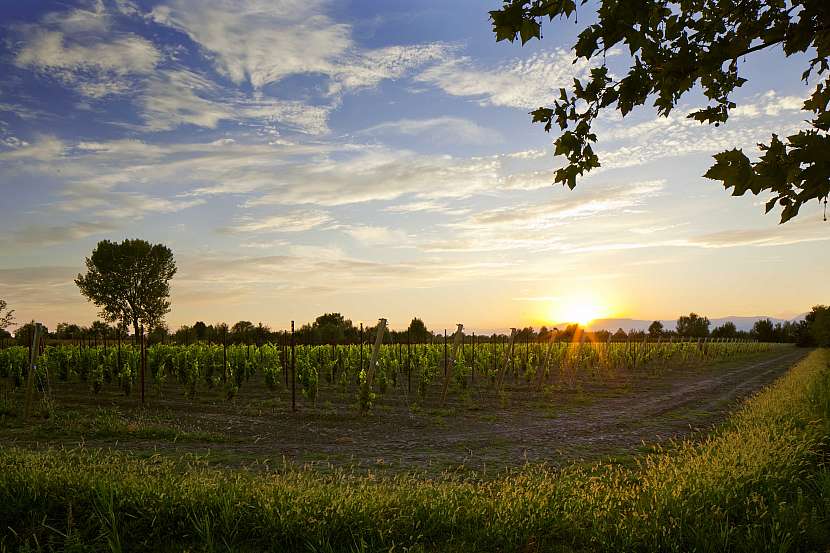 Prosecco musí být vyrobeno výhradně ve vybraných částech severovýchodní Itálie