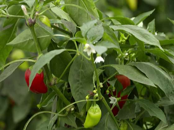 Podívejte se, jak se daří pěstovat papriky skvělým manželům Gurovým