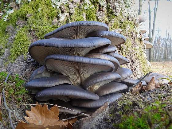 Výprava do lesa za adventními houbami: Na vánočního kubu to stačí!