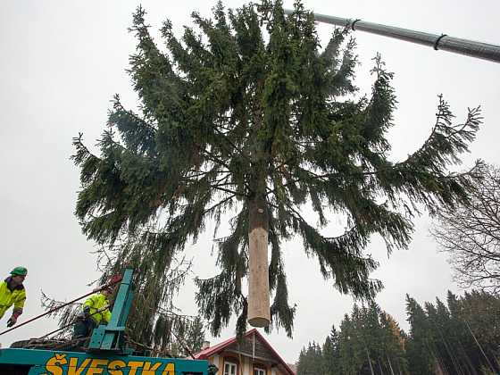 otevřít: Vánoční strom pro Prahu kácela jedna z největších motorových pil v ČR