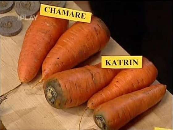 Odrůdy mrkví a další novinky do zahrady roku 2007