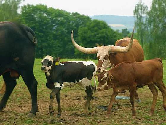 Chov skotu Texas Longhorn není nic pro padavky