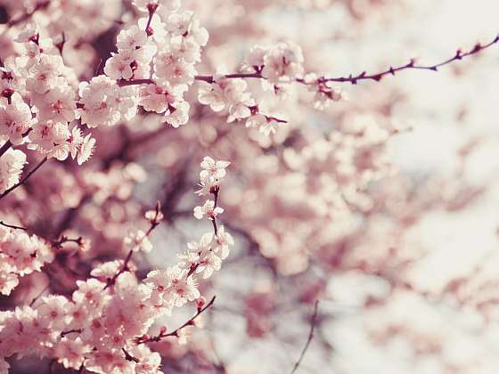 Sakura – symbol země vycházejícího slunce