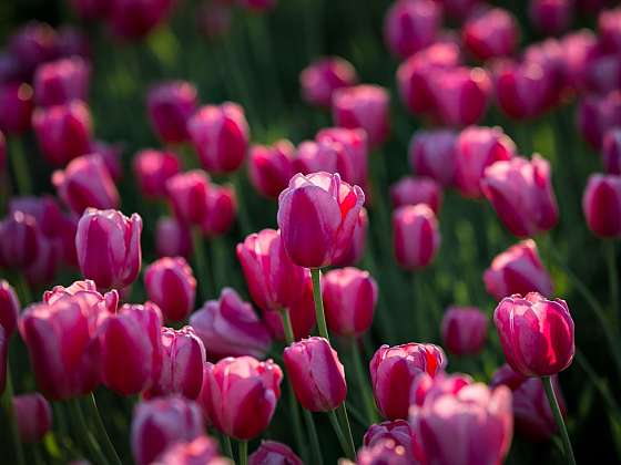 Tulipány: relax v barevném moři vůní
