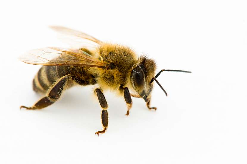 Pomoc včelařů zajišťuje Slavia pojišťovna (Zdroj: Depositphotos (https://cz.depositphotos.com)(
