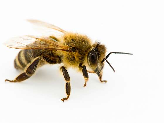 Otevřít článek/video: Pomoc včelařům zajišťuje Slavia pojišťovna