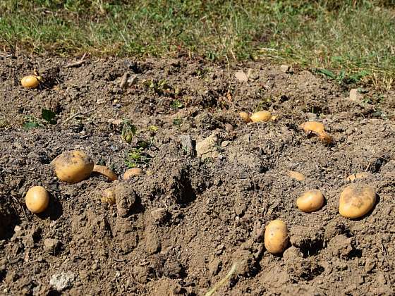 Pěstujeme brambory tradičními i méně běžnými metodami