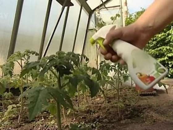 Ochrana plodové zeleniny proti škůdcům