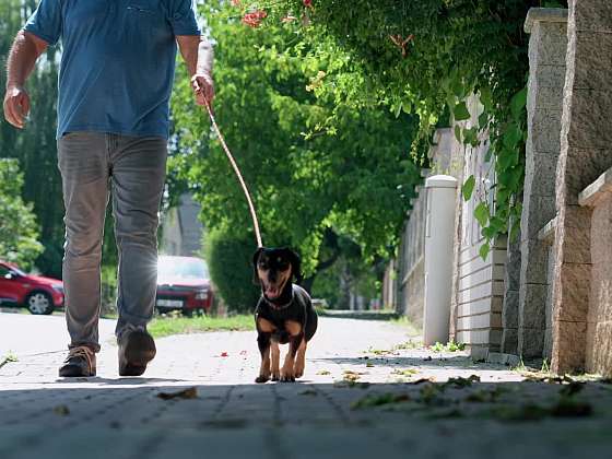 Jezevčík a páteř, nebezpečné osiny i život s ježkem: Co by měl každý chovatel vědět