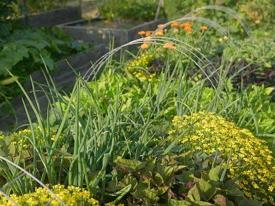 Pěstování exotických rostlin a dřevin