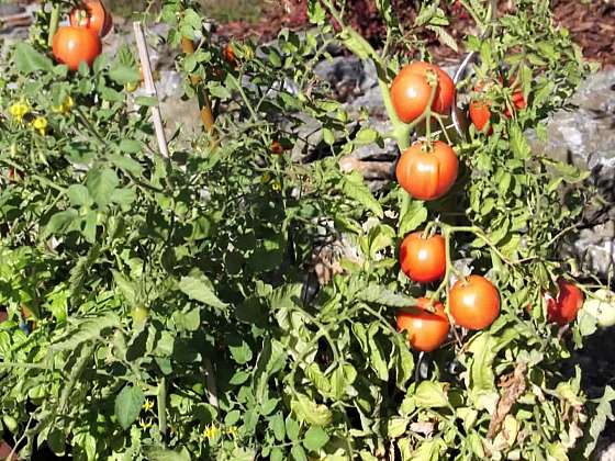 Pěstování rajčat v domácnosti