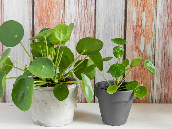 Pilea: Palačinková květina z Číny