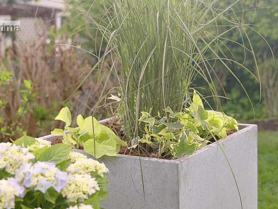 otevřít: Jak osadit moderní betonové květináče v zahradě nebo na terase