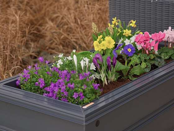 Terasový záhon v cukuletu