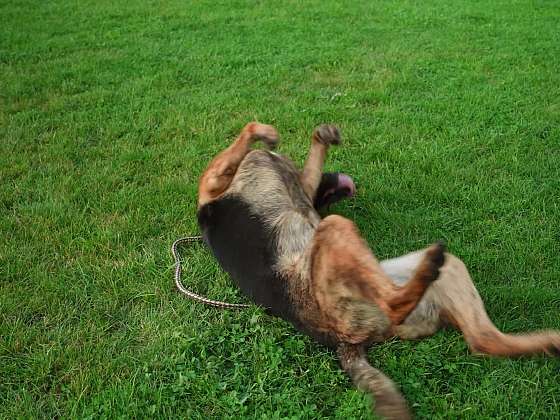 Pes na trávě