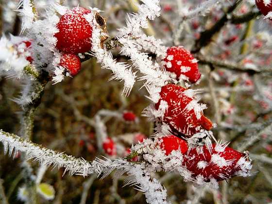 Leden v lidové meteorologii: Na Nový rok déšť, na Velikonoce sníh