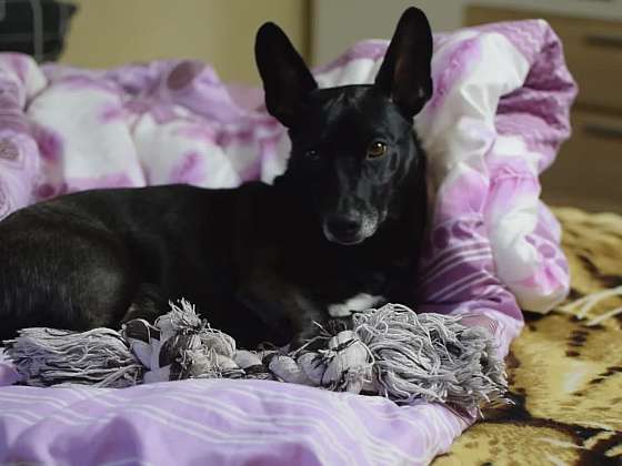 Zdravotní potíže u psů a koček: dýchací cesty, uši i zuby