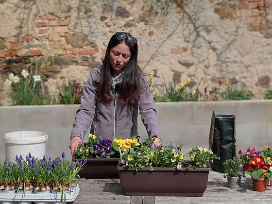 Výsadba balkonovek do nádob