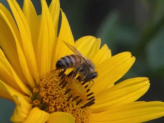 Čmeláci a včelky samotáři mohou být naši přátelé
