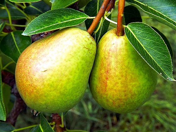 Co ohrožuje naše hrušky? Záludná rez hrušňová! Dá se s ní bojovat?