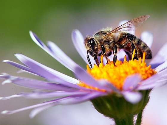 Hmyz na zahradě – ne všichni okřídlení vám škodí!