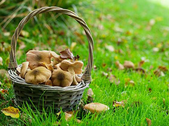Jaké houby naleznete nejčastěji na vaší zahradě?