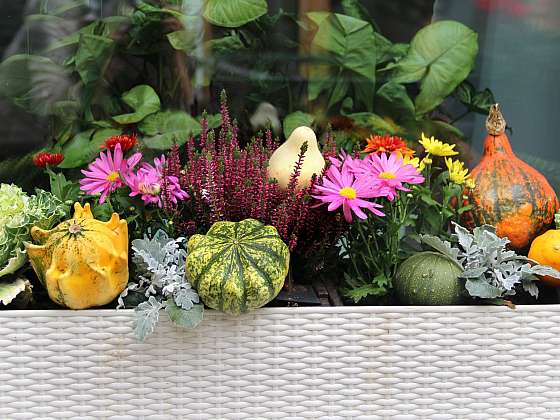 Udělejte si podzim za oknem ještě barevnější. Vysaďte si podzimní květiny do truhlíků