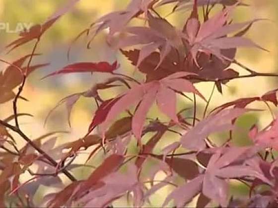 Jak pěstovat japonský javor