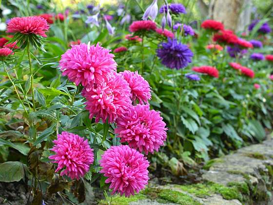 Nechte se i v září unášet barvami květů v zahradě