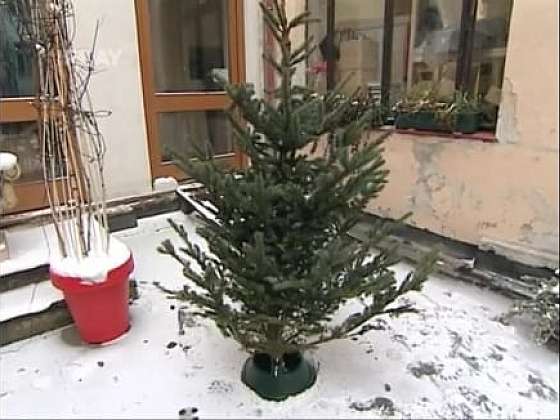 Jak udržovat vánoční stromek