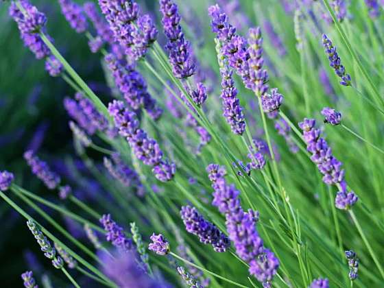 Moli - šatní a potravinový