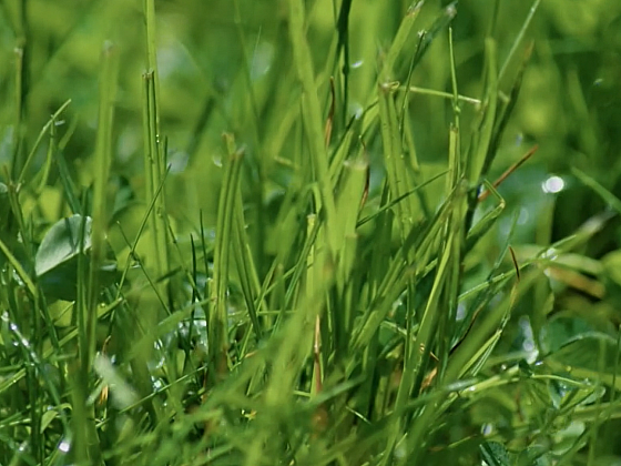 Zavlažování trávníků