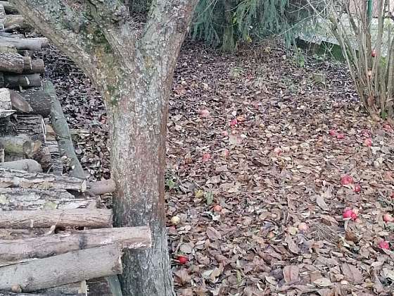 Spadané listí využijeme k ochraně zahrady před nadcházející zimou