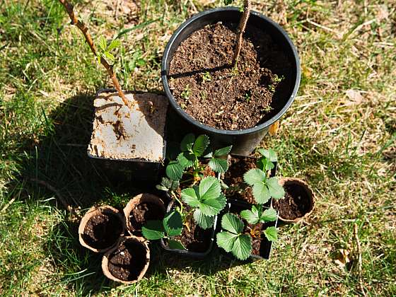 Řízky z malin či rybízu není recept do kuchyně, ale na zahradu