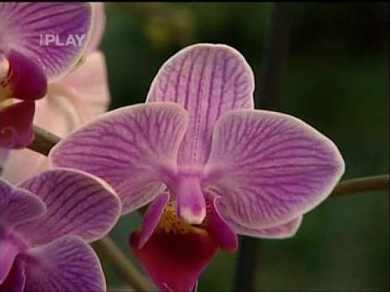 Pěstování orchidejí na dřevěném uhlí