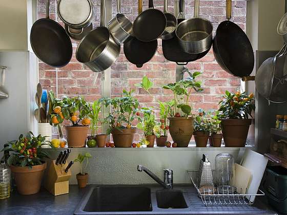 Ty nejlepší pokojové rostliny do kuchyně