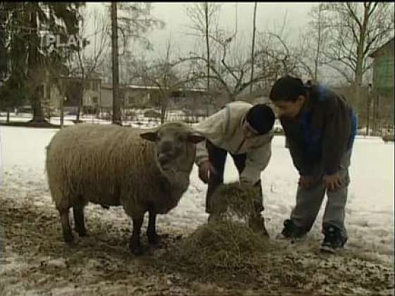 Chov ovcí v dětském domově