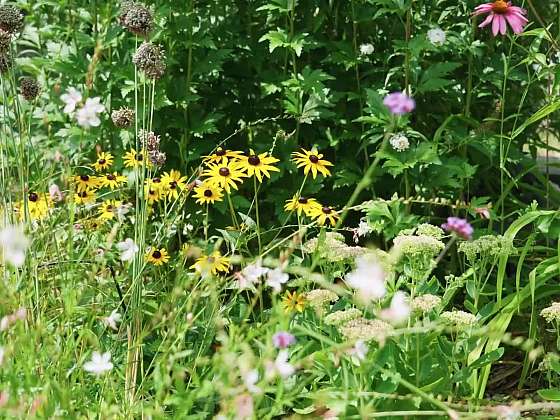 Okrasná zahrada: Chyby při plánování