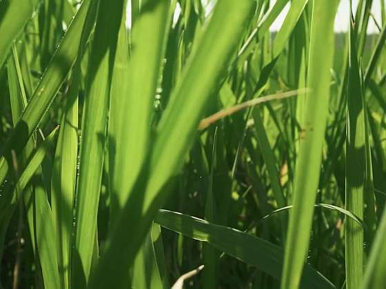 Trávník před zimou