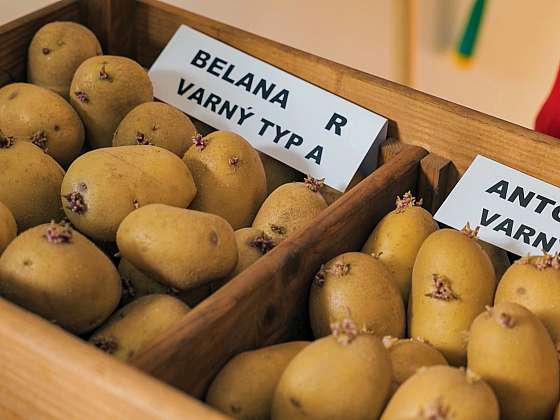 otevřít: Je čas začít vybírat odrůdy sadbových brambor podle varného typu