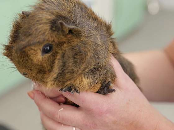 Veterinární poradna: Problémy morčete, očkování kočky, hypoalergenní plemena